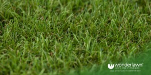 naturalle the best wild looking fake grass