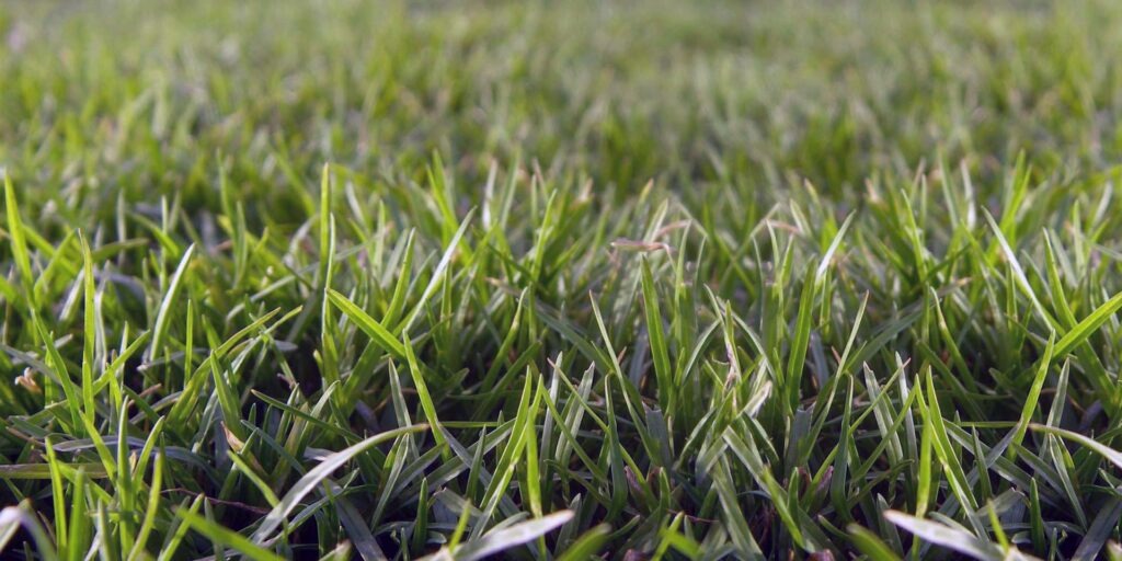 Artificial Grass Vs Real Turf